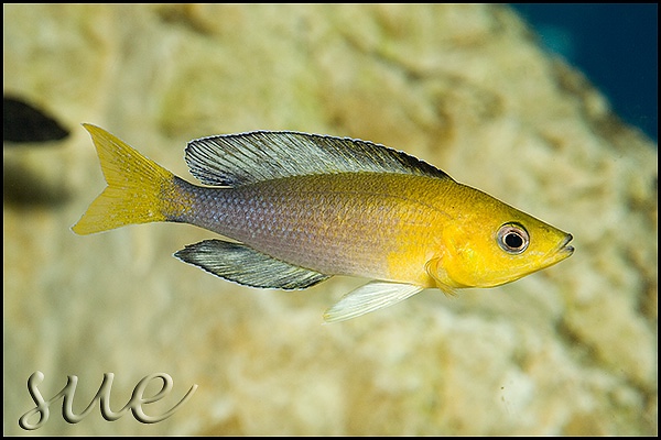 Cyprichromis sp. 'leptosoma jumbo' Cape Mpimbwe